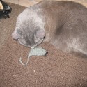 Hexapuff Turned Catnip Mouse post thumbnail